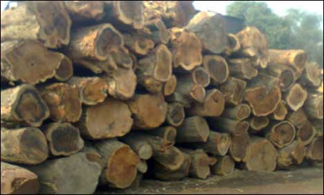 رحیم یار خان میں ٹمبر مافیا نے قیمتی درختوں کا صفایا کر دیا