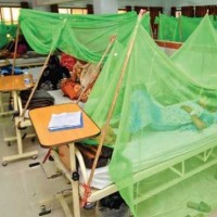 Dengue Virus Patients