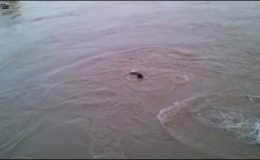 نندی پور نہر کے قریب بس کھائی میں گر گئی، 25 مسافر زخمی