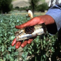 Drug Trafficking in Afghanistan