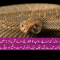 An Aruba island rattlesnake