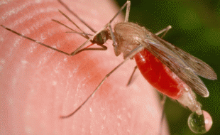 انسانی تاریخ کی سب سے ہلاکت خیز بیماری ملیریا رپورٹ