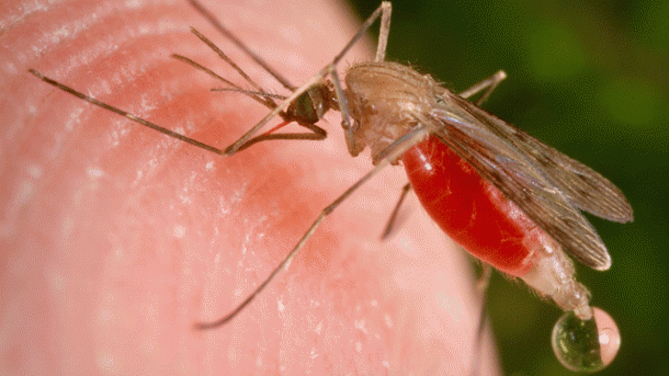 انسانی تاریخ کی سب سے ہلاکت خیز بیماری ملیریا رپورٹ