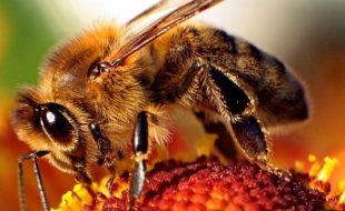 شہد کی مکھی کے زہر سے جوڑوں کے درد کا علاج