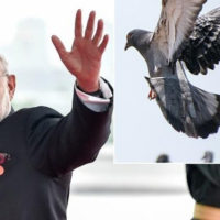 Modi Modi and Pigeon