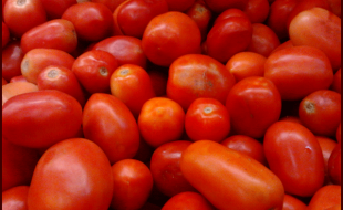 پاکستانی ماہرین نے 21 ٹن فی ایکڑ پیداوار دینے والا ’’ہائبرڈ ٹماٹر‘‘ تیار کر لیا