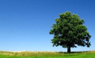 ایک درخت بھی ماحول کے لیے ضروری جانداروں کو بڑھا سکتا ہے، تحقیق
