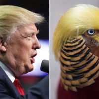 Donald Trump and Bird