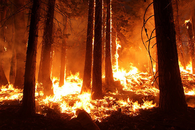 آگ اور بارود سے جلتے ہوئے نیلم کے جنگلات