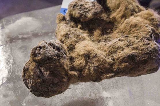 روس : غار سے تیس ہزار سال قدیم شیر کے بچوں‌ کی لاشیں‌ مل گئیں