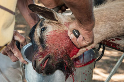 Slaughter Goat