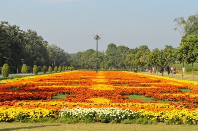 Park Flowers