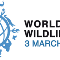 International Wildlife Day