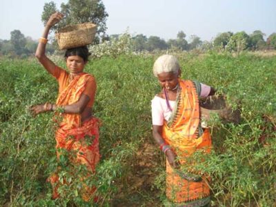 Women Working in Fields