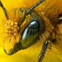 Honey Bee Eyes