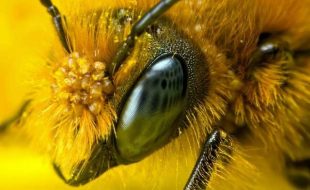 شہد کی مکھیوں کی نظر انسانی سوچ سے کئی گنا زیادہ تیز ہوتی ہے