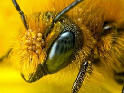 Honey Bee Eyes