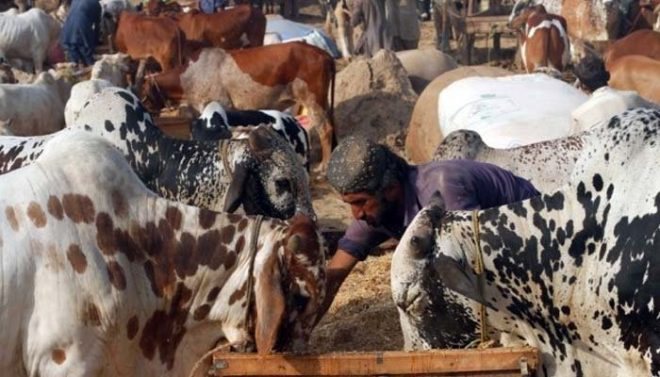 کراچی: سپرہائی وے کی منڈی میں جانوروں کی قلت، قیمتیں آسمان پر پہنچ گئیں