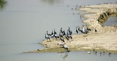 Hunting Birds In Pakistan