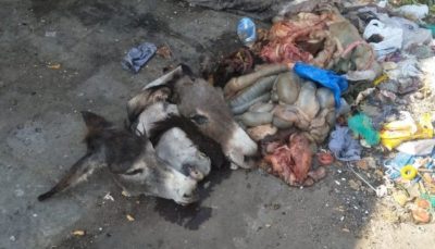 Karachi Donkeys Slaughter