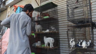 Karachi Animal Market