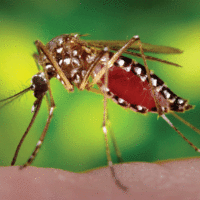 Dengue Mosquitoes