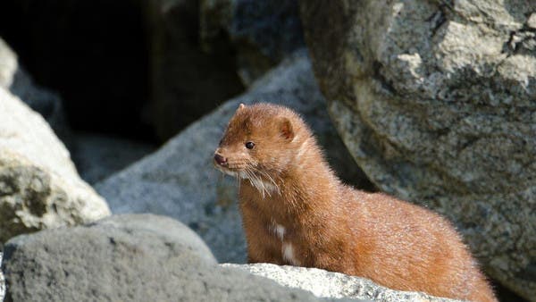 کرونا کے پھیلاو کا خطرہ، ڈنمارک میں ‌بے ضرر جانور کے’قتل عام’ کا فیصلہ