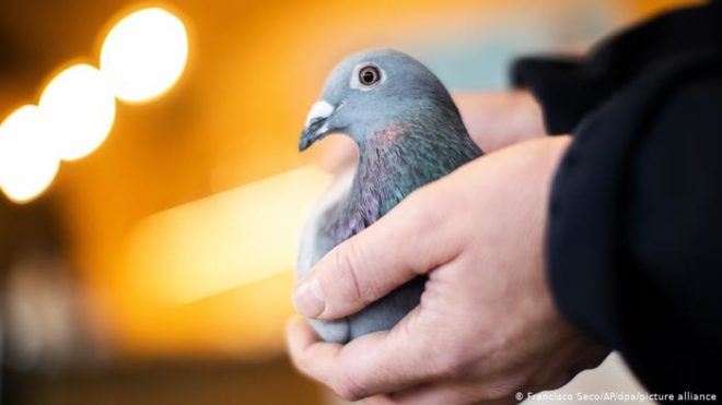 کبوتر کی نیلامی، بولی سولہ لاکھ یورو