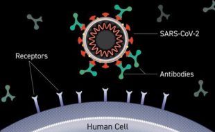 اینٹی باڈیز کی ’کاک ٹیل‘ کورونا وائرس کی نئی اقسام کے خلاف بھی مفید