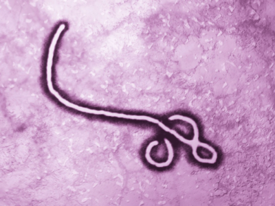  Ebola Virus