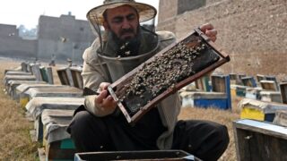 **Pakistani Beekeepers Struggle Amid Climate Challenges and Pollution** In a&hellip;