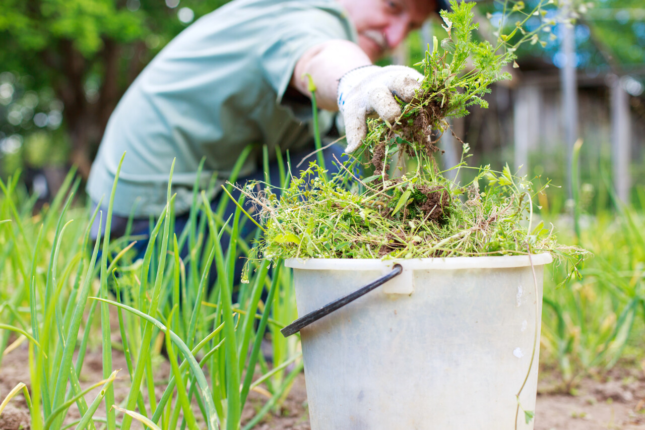 eco-friendly-weed-control-techniques-for-a-greener-garden