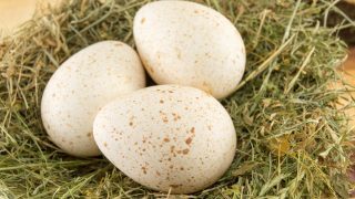 Why Turkey Eggs Are Rarely on Our Plates