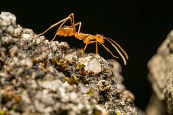 Electric Ant Invasion Threatens French Ecosystem and Health