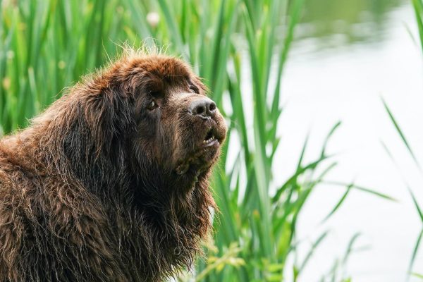 96-Year-Old Gardener’s 150-Pound Newfoundland Is Her Viral Assistant