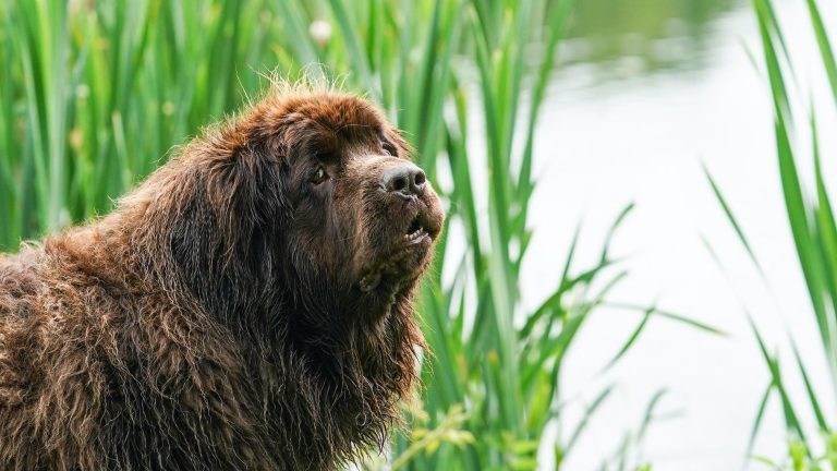 96-Year-Old Gardener's 150-Pound Newfoundland Is Her Viral Assistant