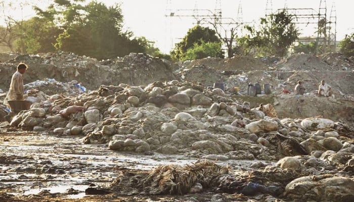 Punjab Imposes Rs50,000 Fine for Illegal Offal Disposal
