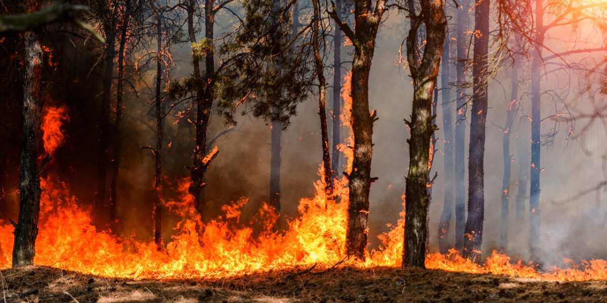 Farm Worker Held After Suspicious Fires in Western France