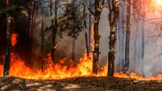 Farm Worker Held After Suspicious Fires in Western France