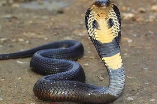 Punjab Reports 1,060 Snakebites, Six Deaths in 2026
