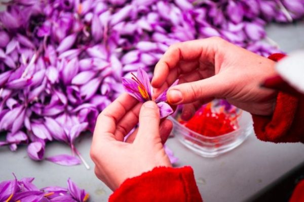 Saffron: Science Behind the World’s Most Expensive Spice