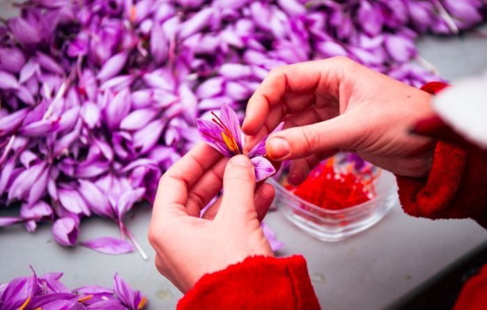 Saffron: Science Behind the World's Most Expensive Spice