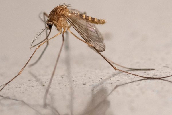 West Nile Virus Emerges North of France’s Loire River