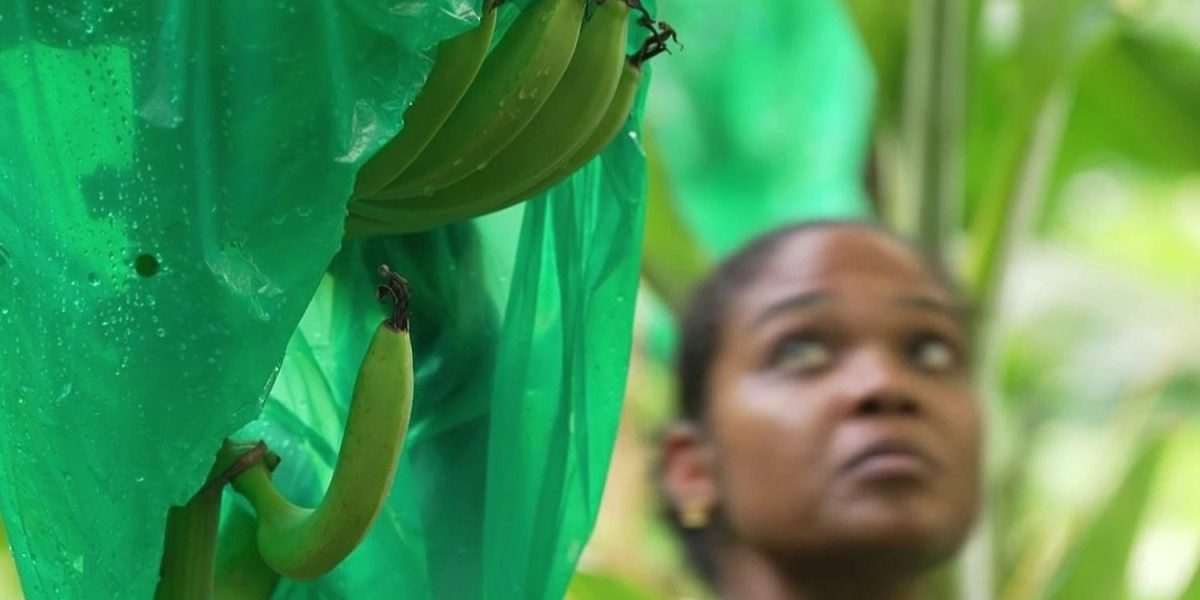Caribbean Banana Growers Battle for Survival Against Global Competition