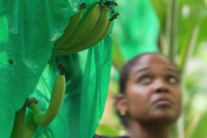 Caribbean Banana Growers Battle for Survival Against Global Competition