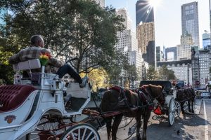 New York Bans Horse-Drawn Carriages in Central Park Starting 2028
