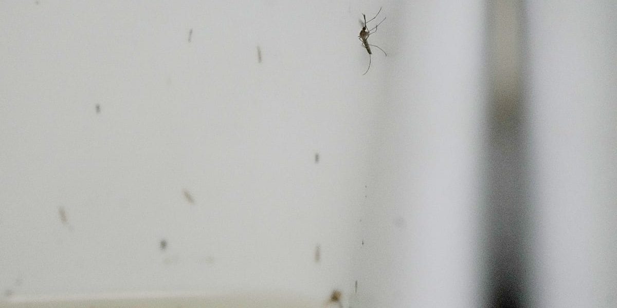 Europe's West Nile Season Sets Record as Virus Pushes North