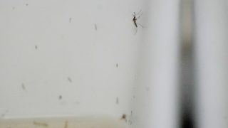 Europe's West Nile Season Sets Record as Virus Pushes North