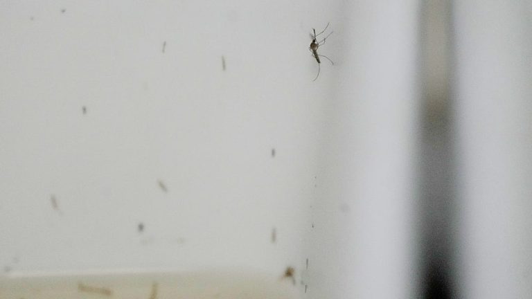 Europe's West Nile Season Sets Record as Virus Pushes North